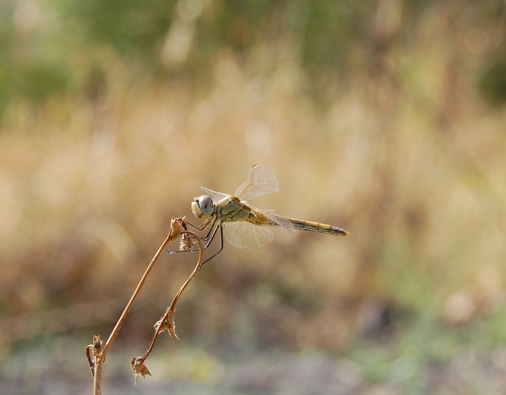libellula