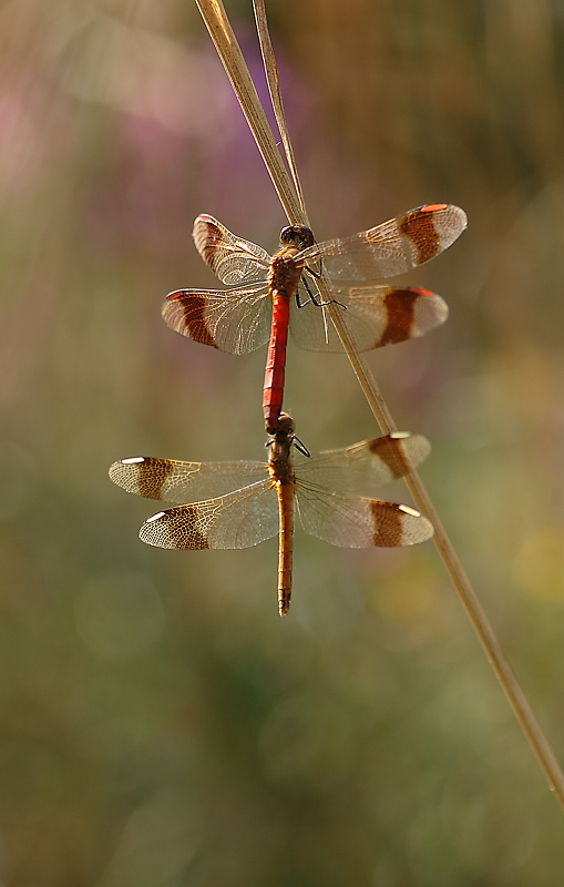 Fai vedere anche me????