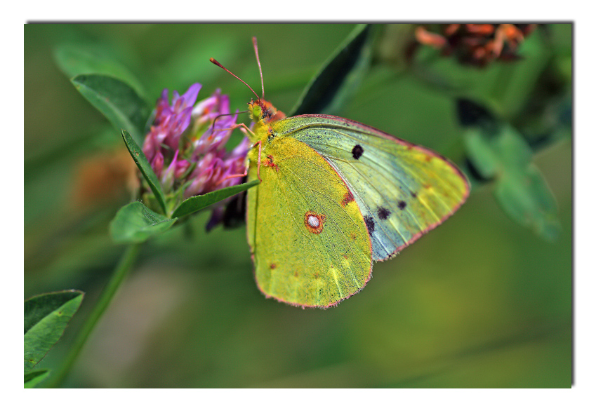 ...yellow... (Coldplay)