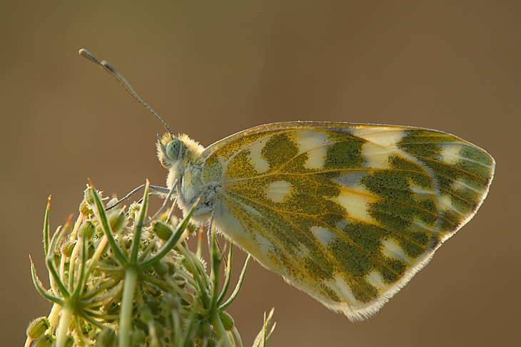 Al tramonto... aspettando MORET