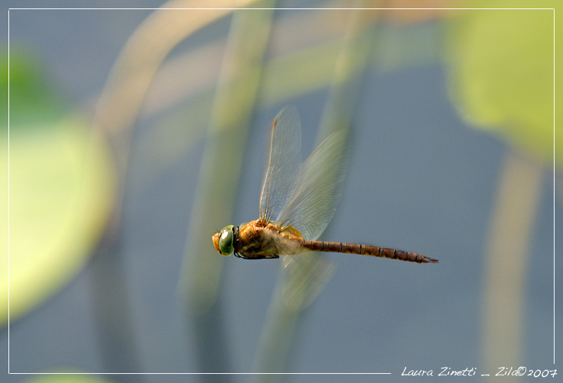 Dragonfly
