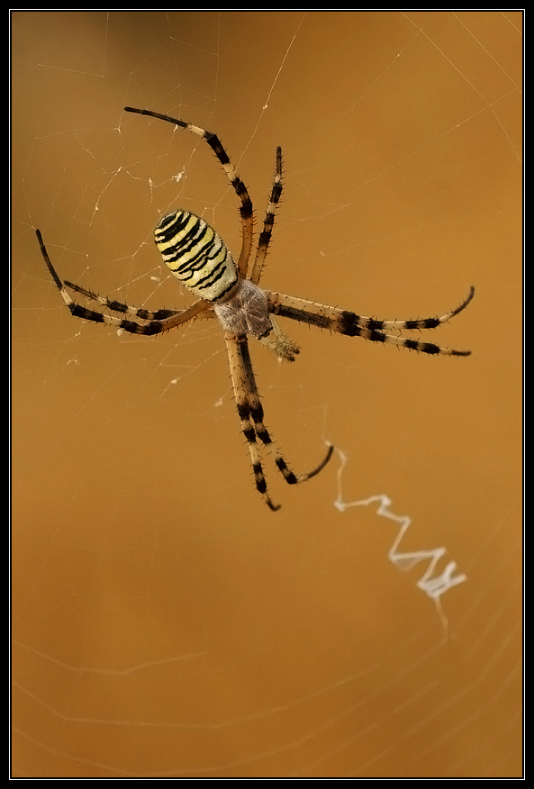 Argiope bruennichi