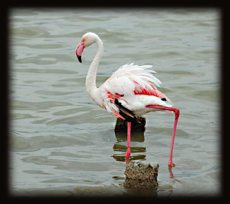 Fenicottero cagliaritano piuttosto arrabbiato