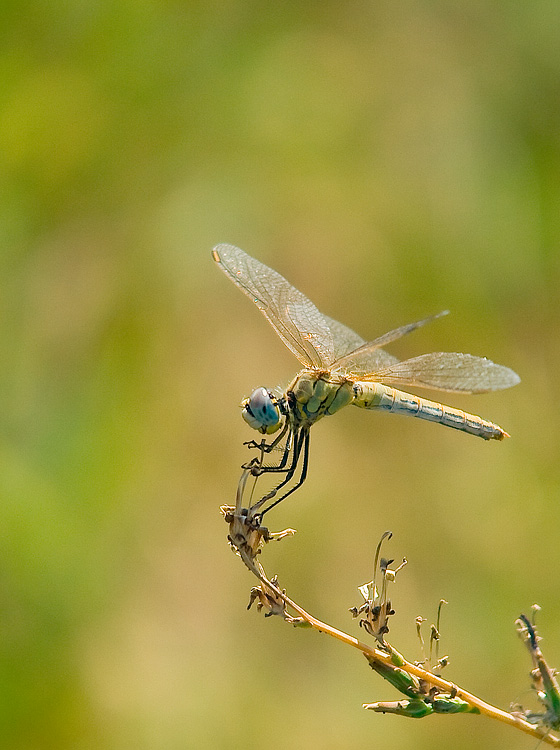 ..:Profilo controlucciato:..