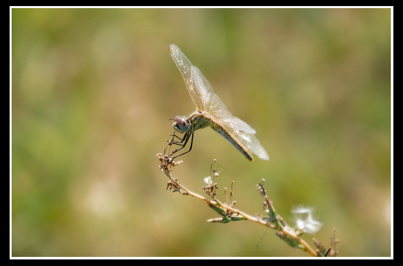 Le mia prima macro con una refelx!!