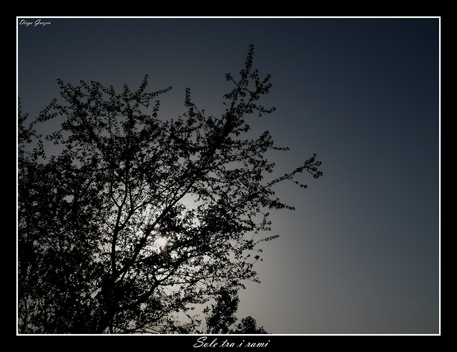 Sole tra i rami