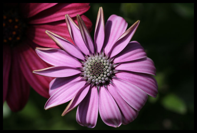 Sono come tu mi vuoi........