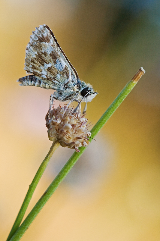 Farfalla mai vista (da me)