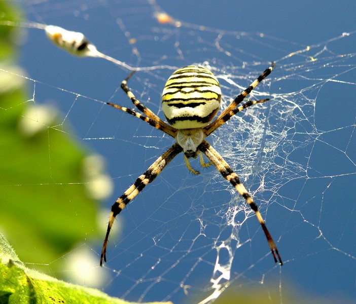 Argiope 2