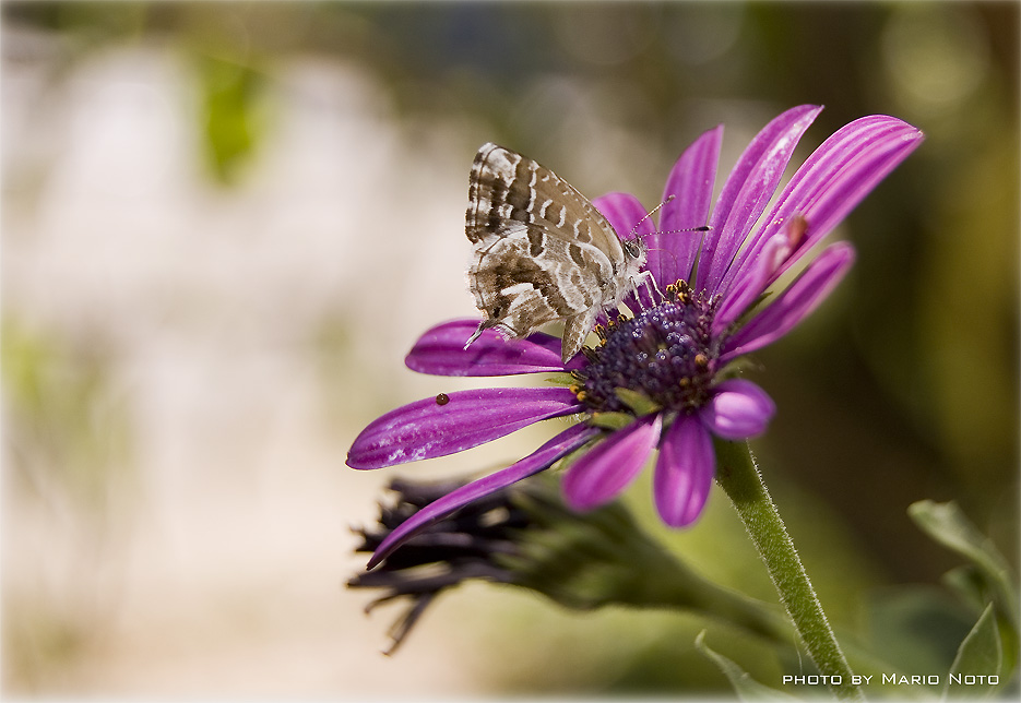 composizione naturale