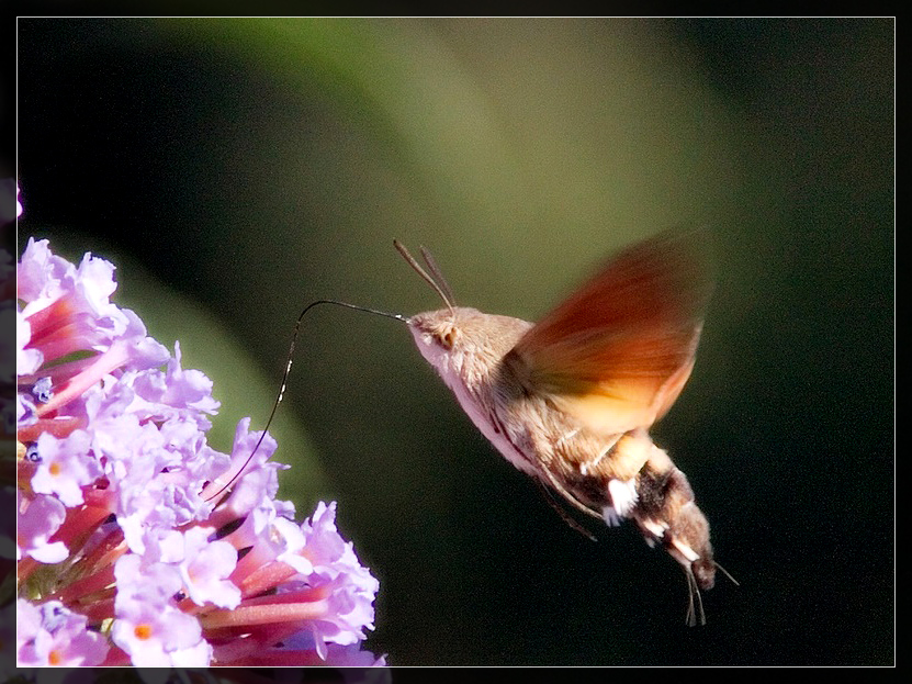 Macroglossa Stellatarum - 2