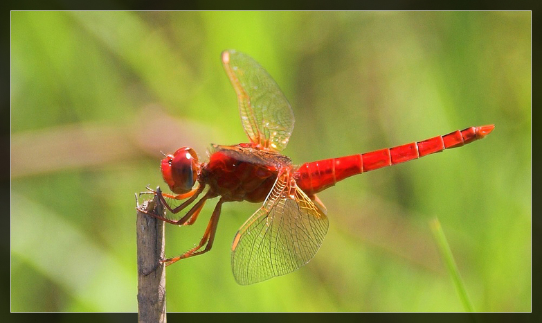 Libellula