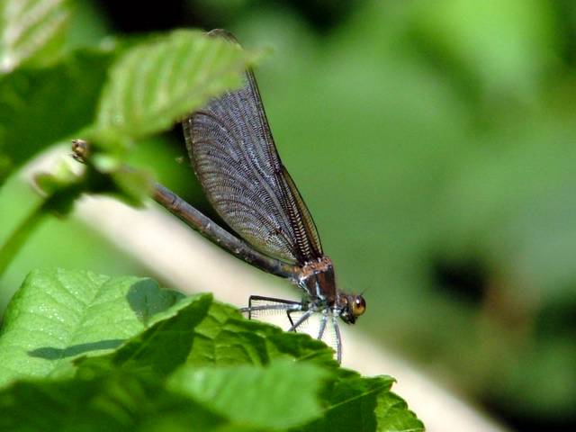 Libellula