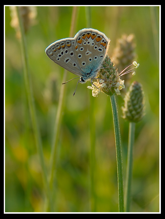 ..::BUTTERFLY CONTROLUCE::..