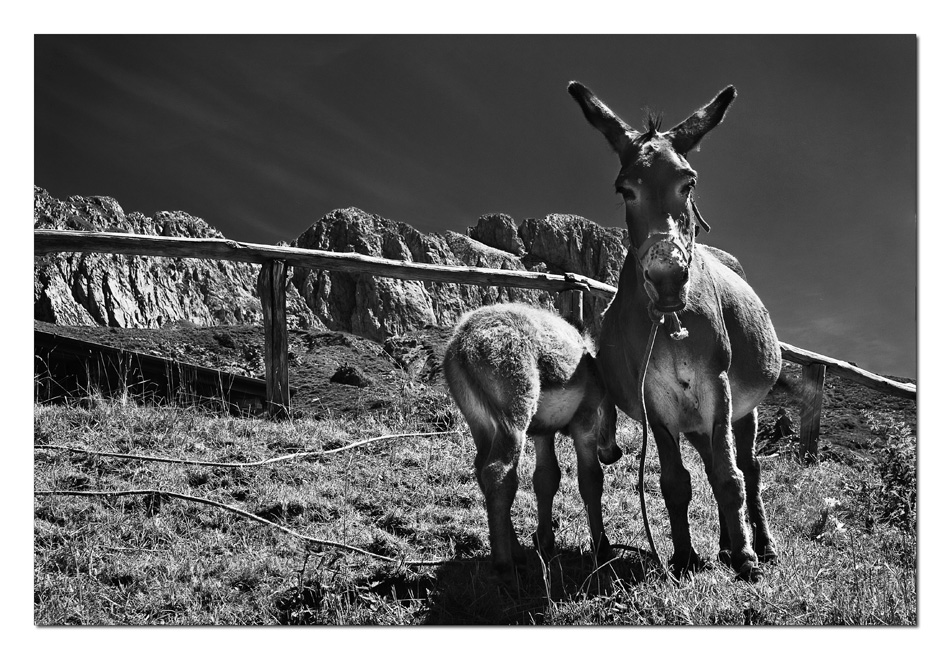 Preziosi Collaboratori