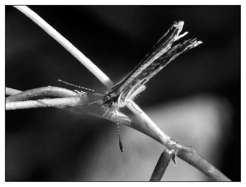 ::: IL GIUSTO EQUILIBRIO :::