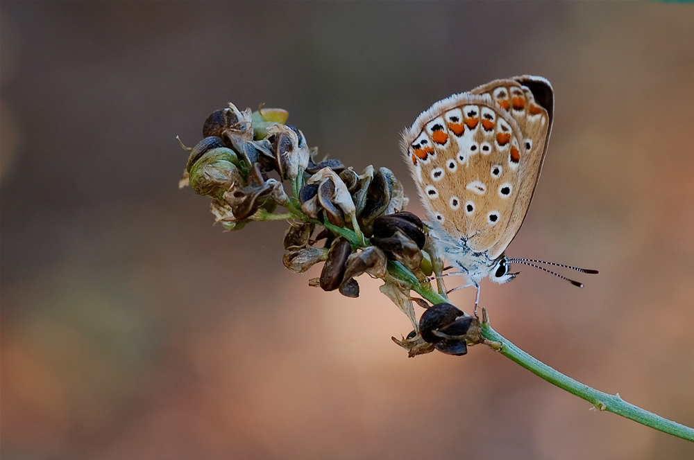 Licenide al tramonto