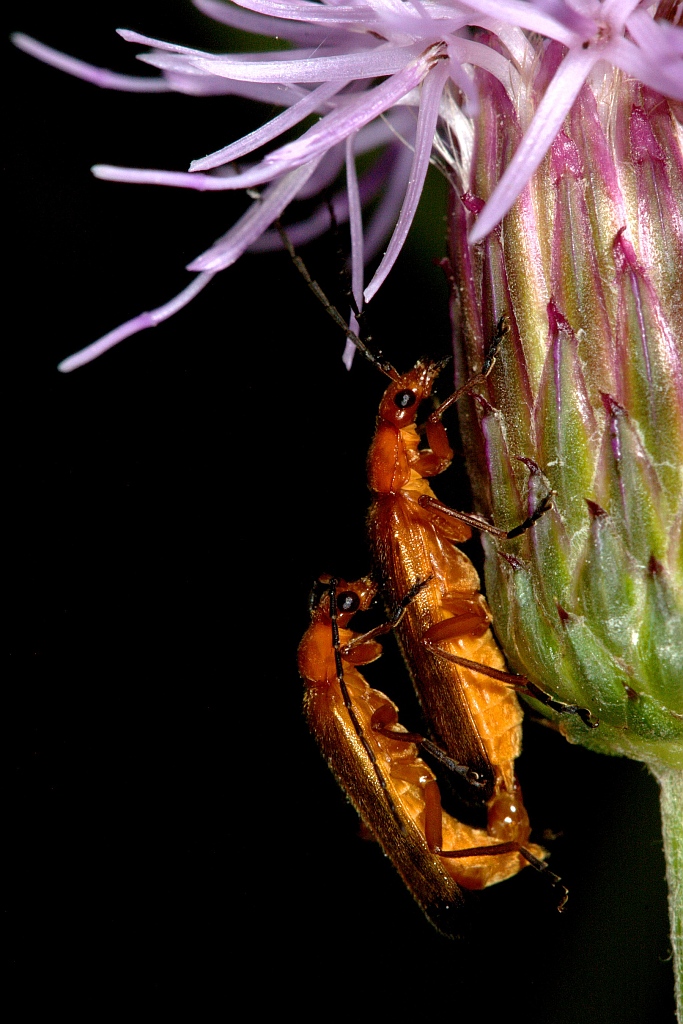 All'ombra di un bel fiore