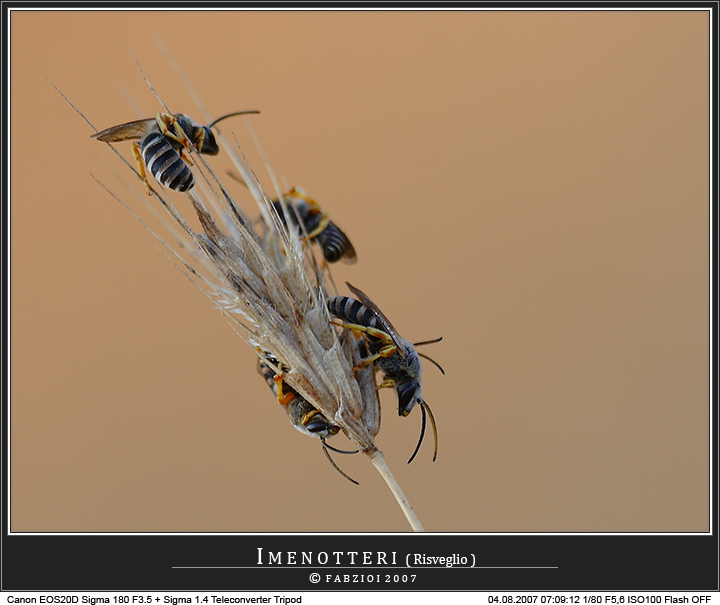Imenotteri "risveglio"