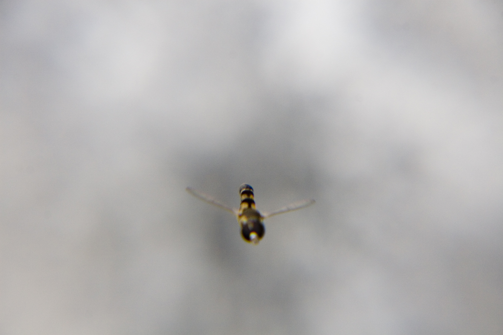 Sto planando..sto planando