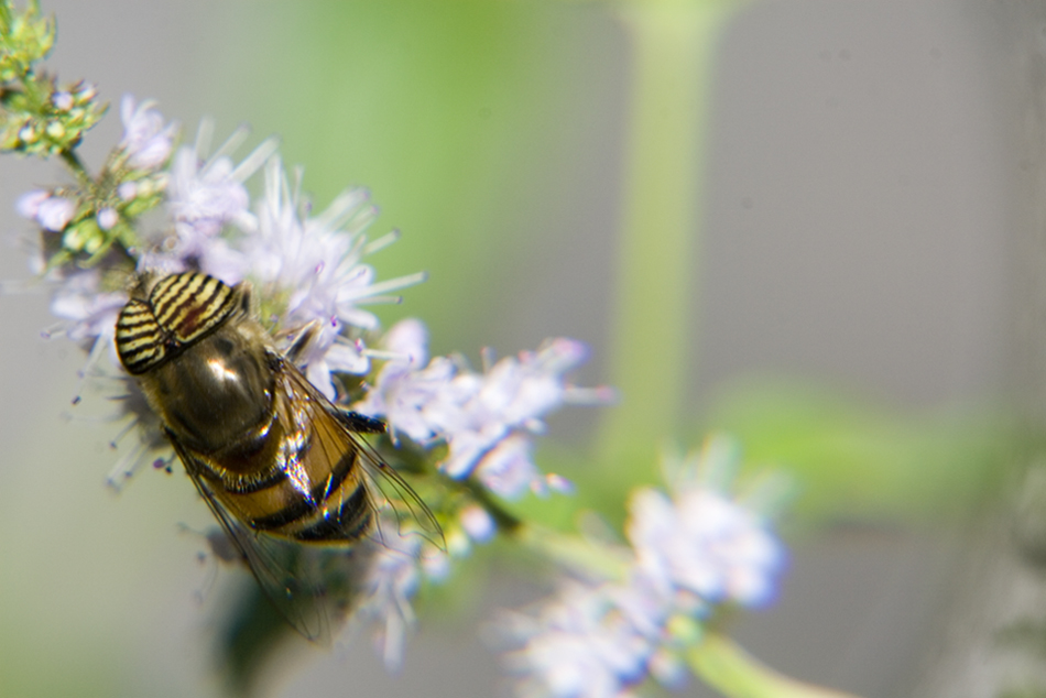 La scalata sopra il fiore