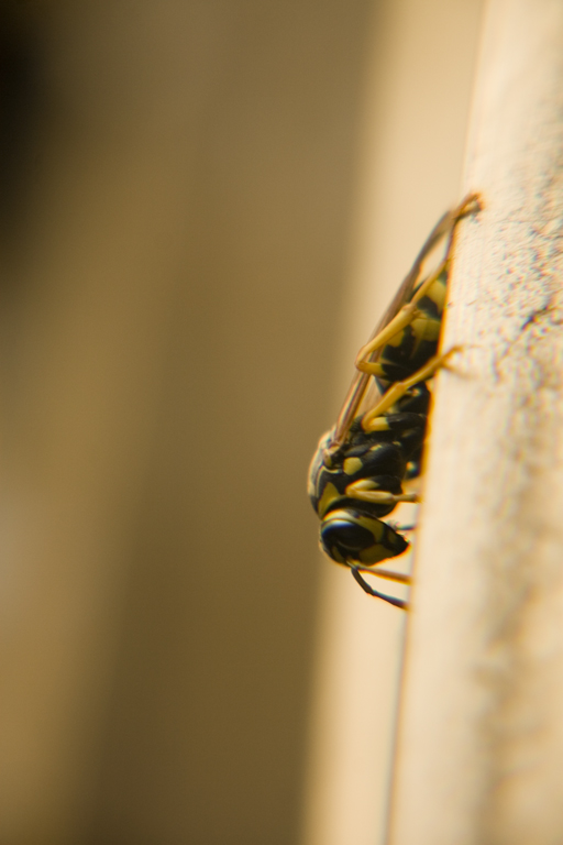 Desolate Wasp