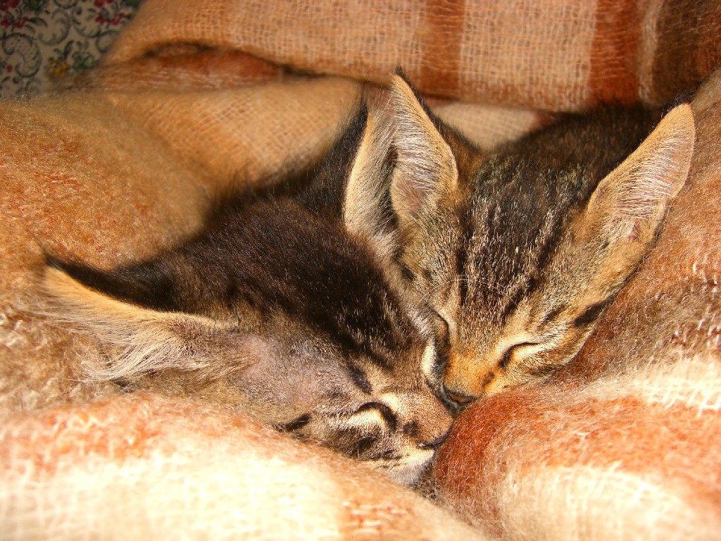 Gattini che dormono