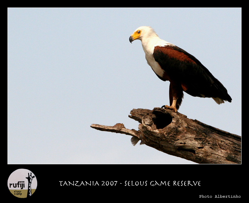Fish Eagle