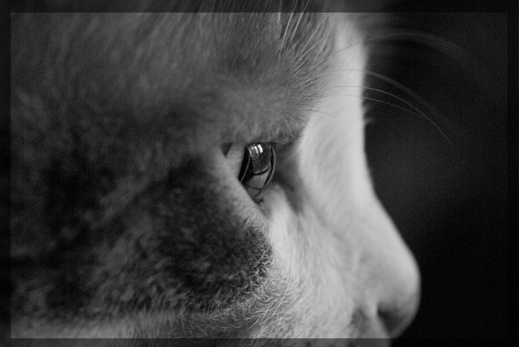 la finestra di fronte