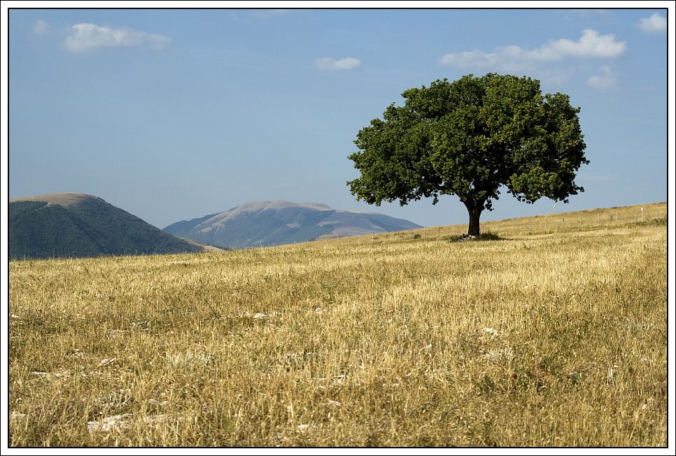 Albero solitario#2