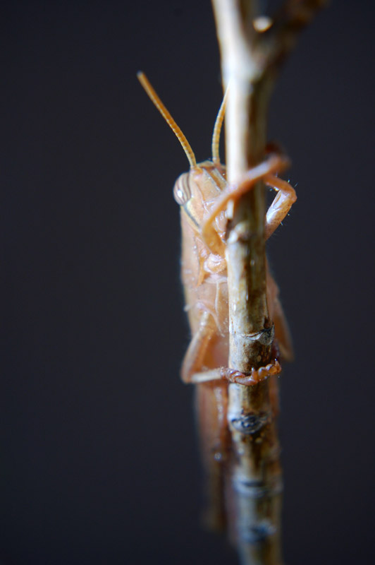 Cavalletta experiment