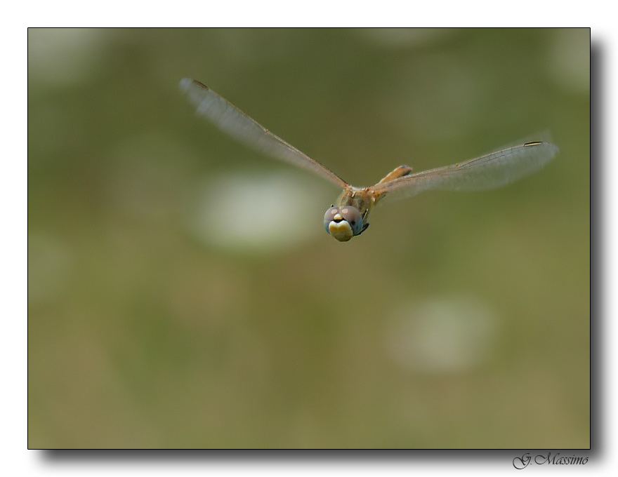 libellula in volo 2