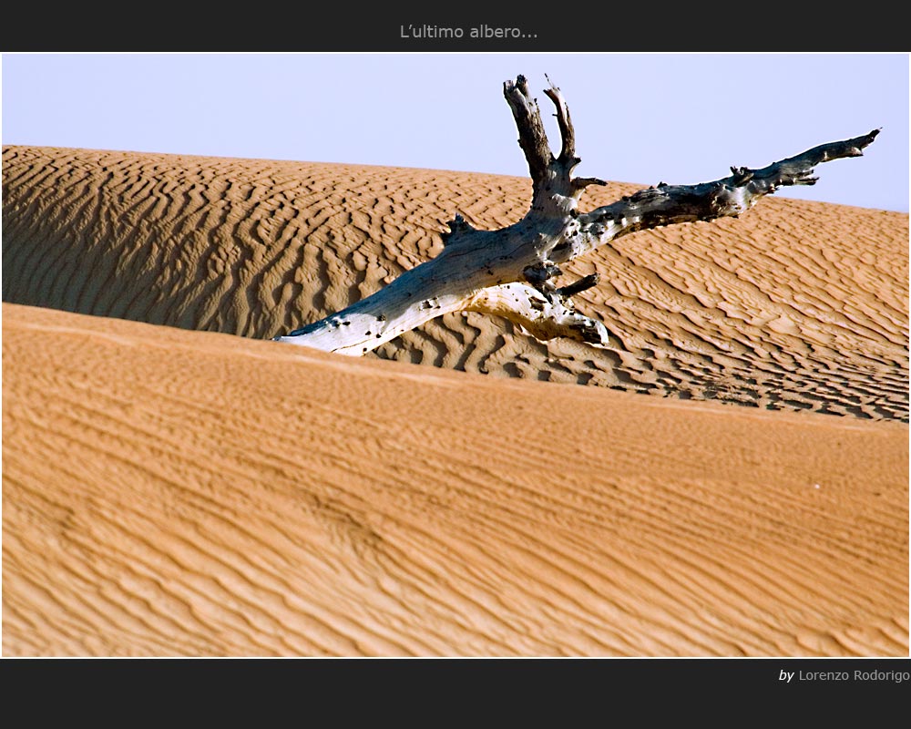 L'ultimo albero...
