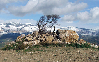 Albero sulle pietre.