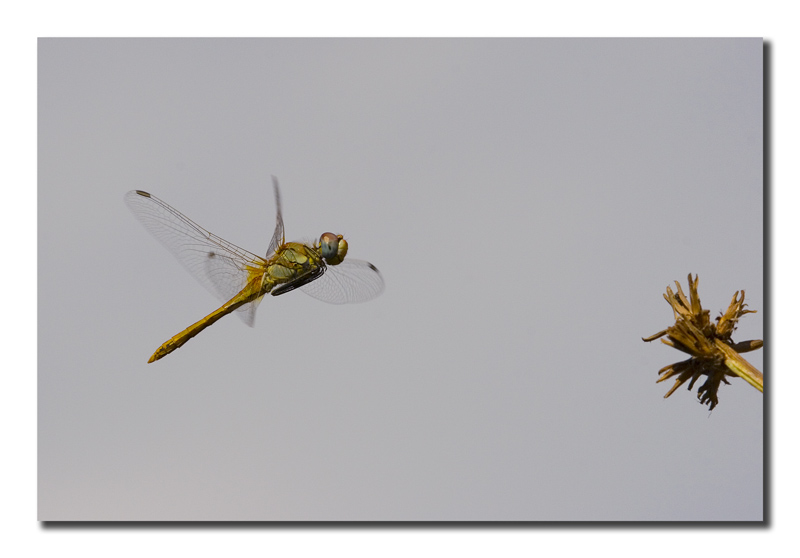 Sympetrum fonscolombi/2