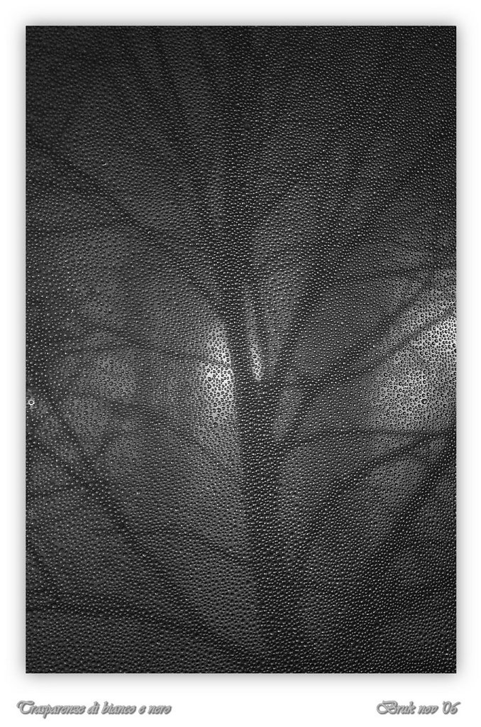Trasparenze di bianco e nero