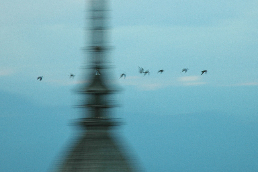 Moling (panning con mole)