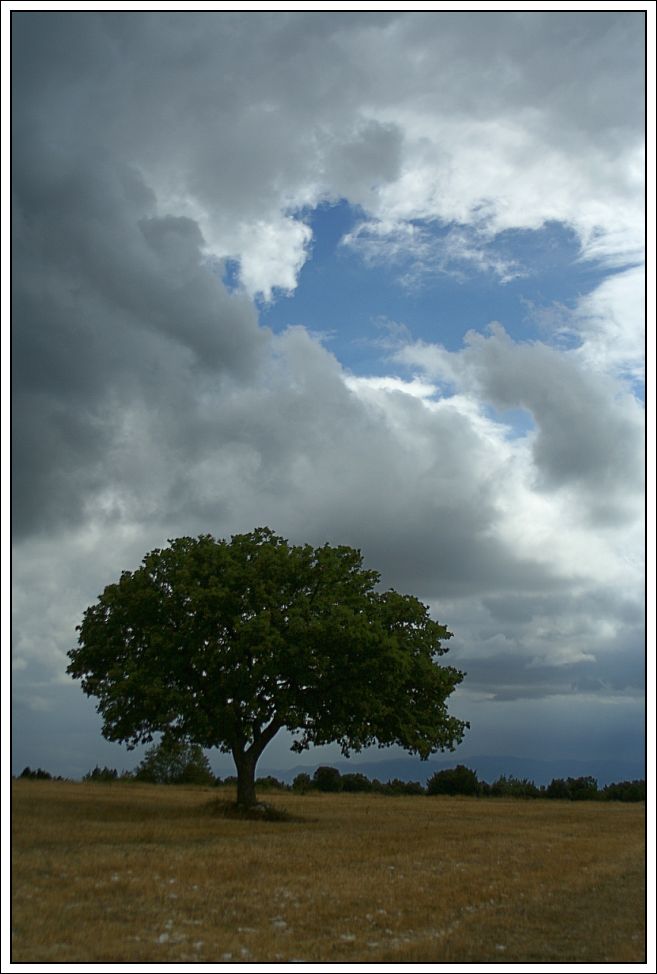 Albero solitario#4 (Ritorna il sole?)