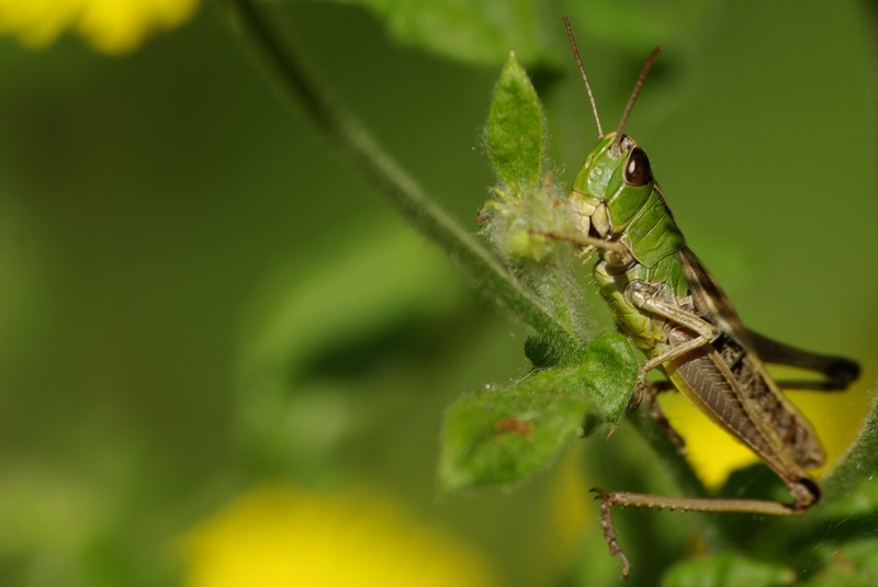 Finalmente un grillo