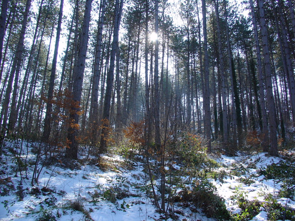 pineta invernale-Gloria