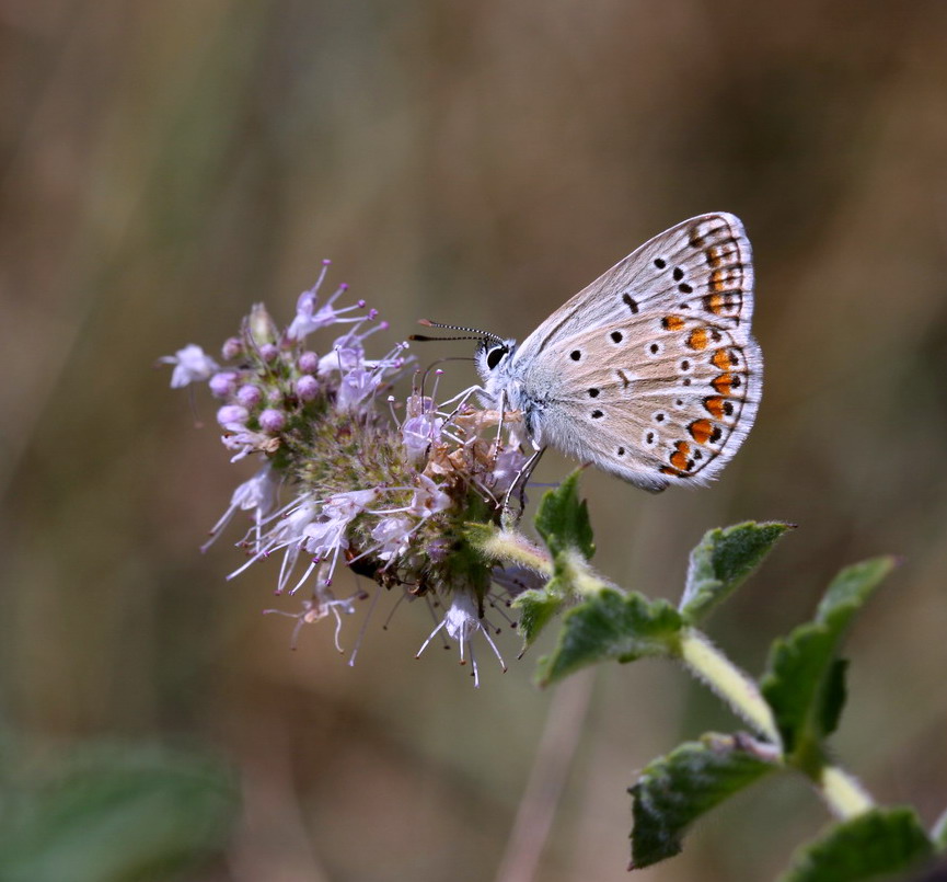 lycaenidae