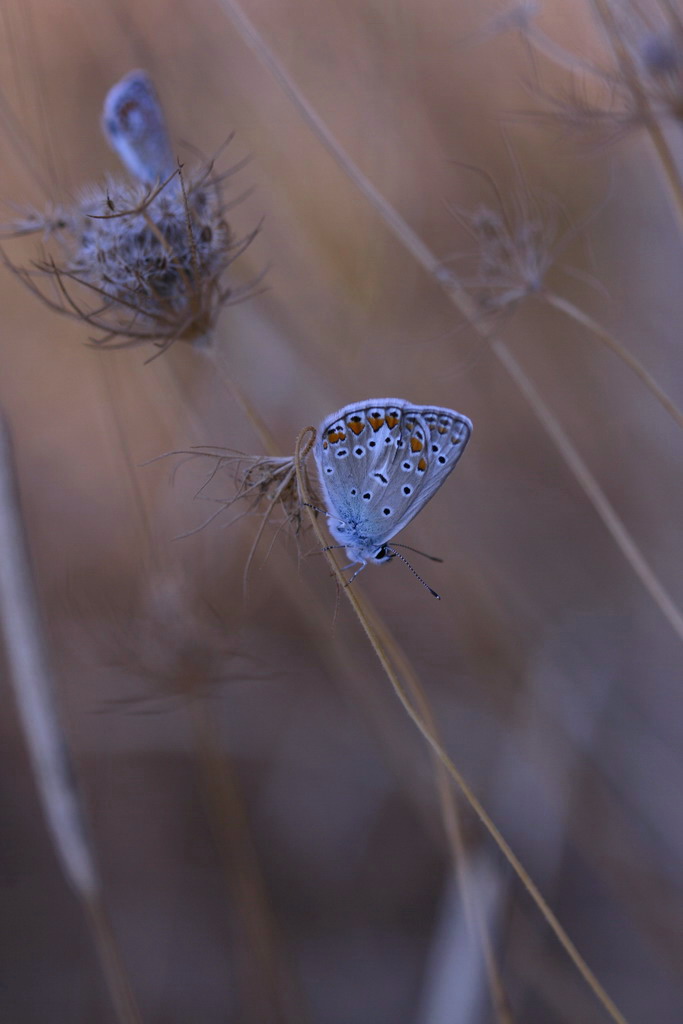 lycaenidi acquarellate.