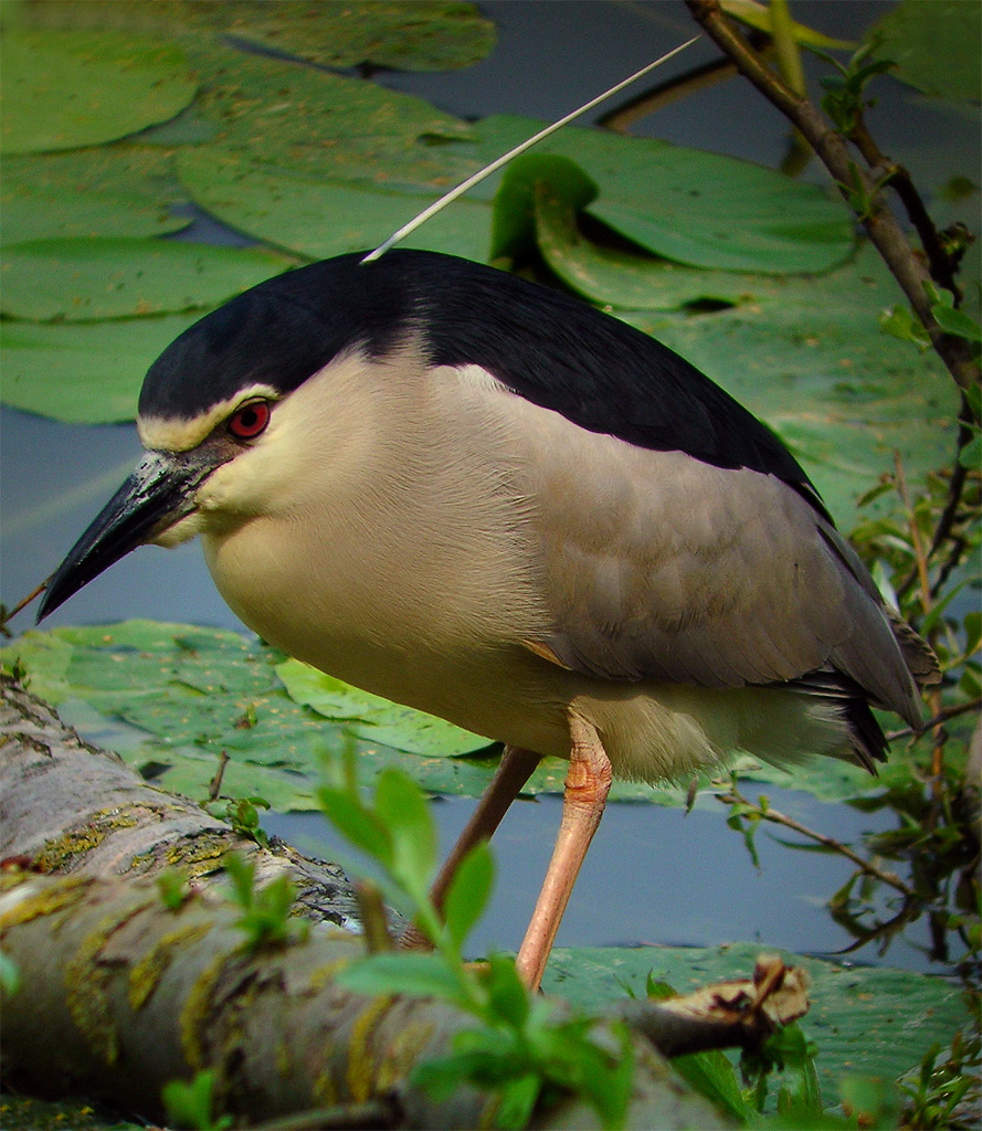 ritratto tra i nannuferi