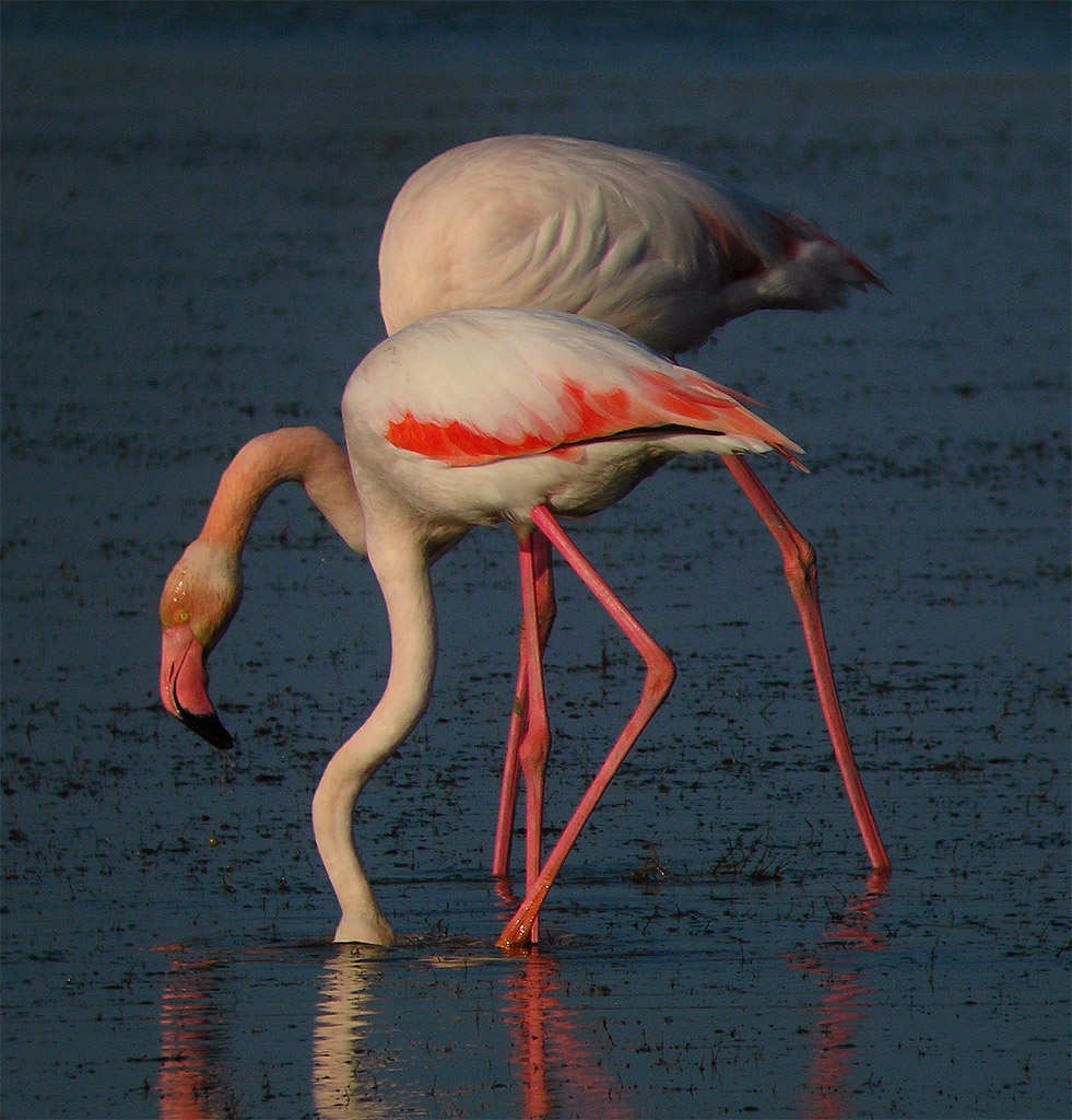 strani intrecci camarghesi