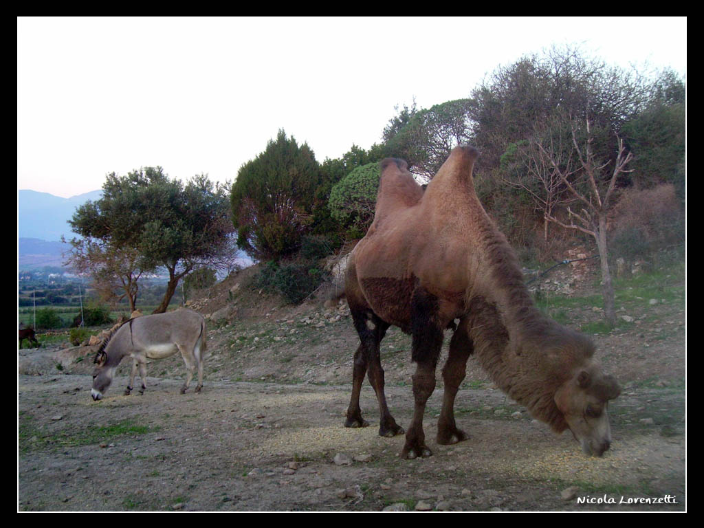 Cammello & Asino