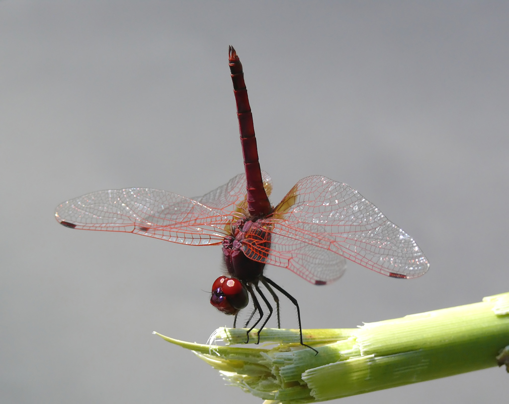 Libellula Acrobata