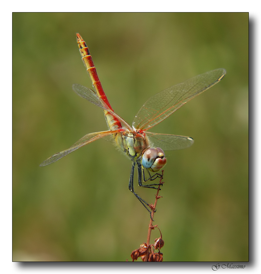 Libellula