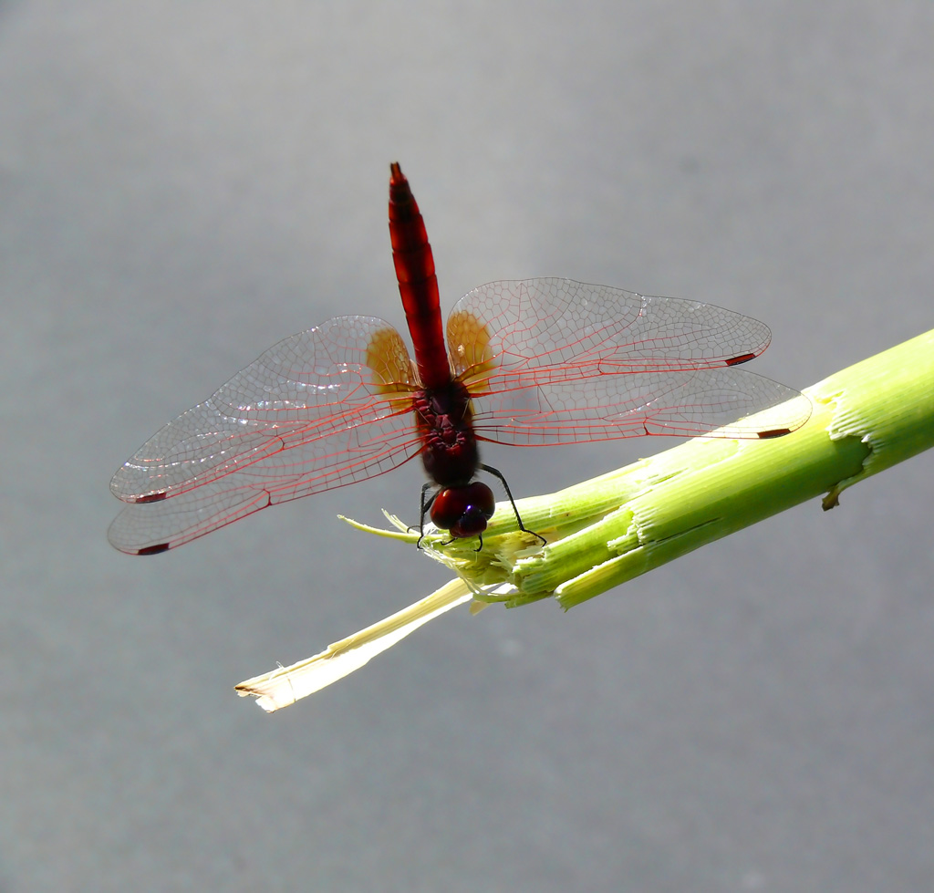 Libellula Rossa in Verticale