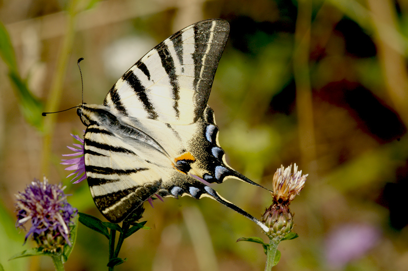 iphiclides podalirius