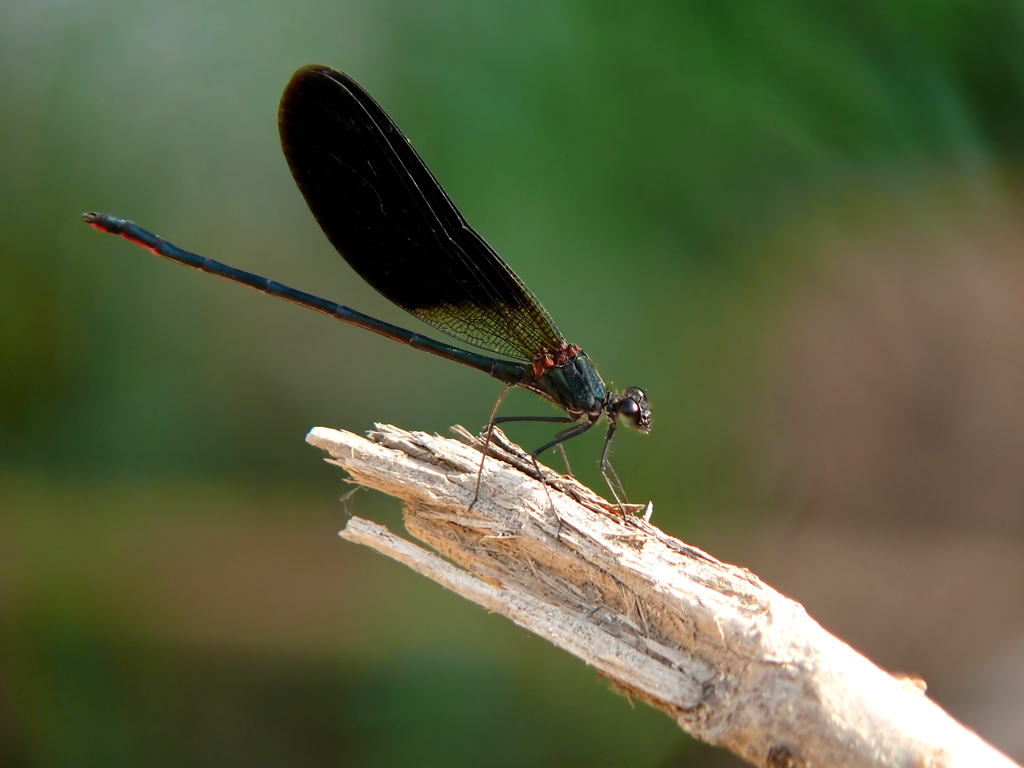 Libellula Metallizzata
